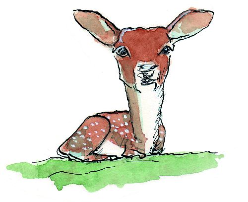 Bambi.jpg